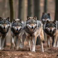 wolfpack-nature-wolf-animal-wildlife-predator-portrait-canis